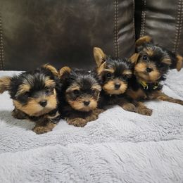 Yorkshire Terrier puppies from R&R Yorkies of San Antonio