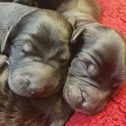 Goldendoodle Puppies from North Shore Service Dogs