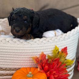 Hickory - Phantom male Poodle puppy in Grover Beach, California from Central Coast Poodle Paws