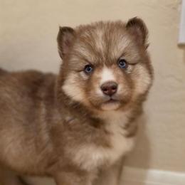 Makima - Brown and white female Siberian Husky puppy in Buckeye, Arizona from Anime Huskies