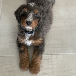 Bernedoodle All Grown Up from Fife and Wife Ranch LLC