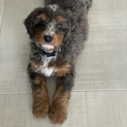 Bernedoodle All Grown Up from Fife and Wife Ranch LLC