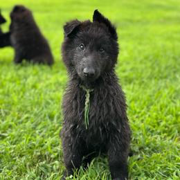 Kelp (Green) - Black male Belgian Sheepdog puppy in Franklin, West Virginia from Wildmour K9