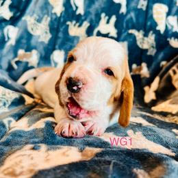 WG1 - Red and white female Basset Hound puppy in Britton, South Dakota from K&S Canines