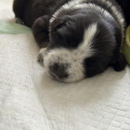 Sporty Mix Puppies from Seay's Sporty Mixes