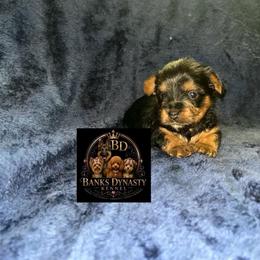 Zazu 2000 - Black and tan male Yorkipoo puppy in Gastonia, North Carolina from Banks Dynasty Kennel