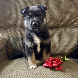 Blue Boy - Black and tan male German Shepherd puppy in Ashland, Ohio from Peachy Puppies