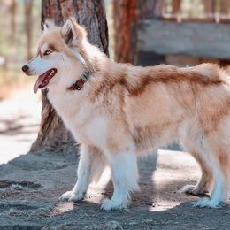 Louise - Siberian Husky