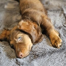 Dachshund Puppies from butter beans babies