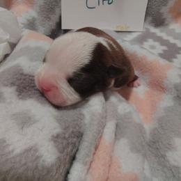 Ciro - Red male Boston Terrier puppy in Headland, Alabama from Crystal Carlisle's Boston Terriers