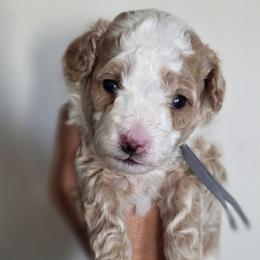 Sooner - Red  male Goldendoodle puppy in Vernon, Texas from Sugarland's Texas Goldendoodles