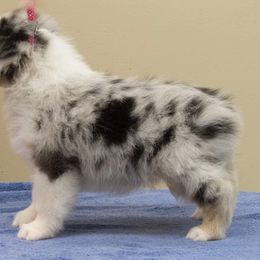Australian Shepherd Puppies from CoralBlitz Australian Shepherd