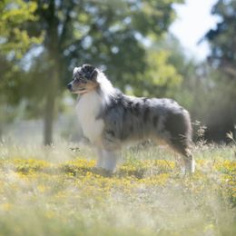 Bobble - Australian Shepherd
