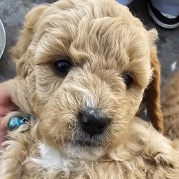 Bernedoodle, Bernese Mountain Dog, Cavapoo, Goldendoodle, and Poodle Puppies from Happy Valley Puppies