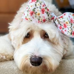 Maci - Australian Labradoodle