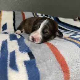 Milky way - Sable male Pembroke Welsh Corgi puppy in Washington from Castle View Royal Rumps