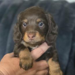Slider - Chocolate and tan male Dachshund puppy in Willcox, Arizona from Tootsie's Tiny Toes