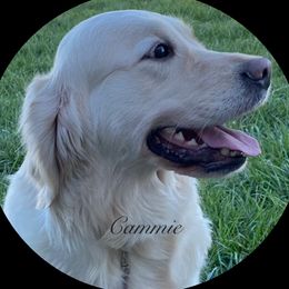 Cammie - Golden Retriever