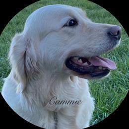 Cammie - Golden Retriever