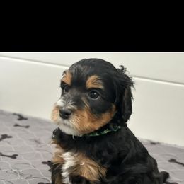 Bernedoodle, Cavapoo, Goldendoodle, and Poodle Puppies from Gypsi Doodles & Poodles