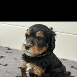 Bernedoodle, Cavapoo, Goldendoodle, and Poodle Puppies from Gypsi Doodles & Poodles