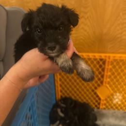 Skittles - Black and silver female Miniature Schnauzer puppy in Lubbock, Texas from Schnazzy Schnauzers