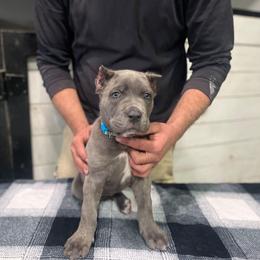 Light Blue Collar - Gray brindle female Cane Corso puppy in Beaver Crossing, Nebraska from Blue River Cane Corso