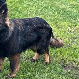 Mya - German Shepherd