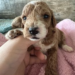 Lattée - Red female Cavapoo puppy in Osseo, Michigan from Smiths Fluffy butts