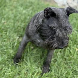 Glee - Miniature Schnauzer