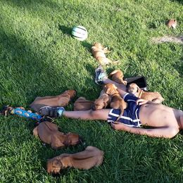 Rhodesian Ridgeback Puppies from Lower Ridge Farm