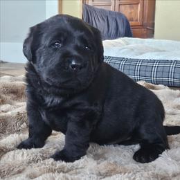 Boy 1 - Black male Labrador Retriever puppy in Naselle, Washington from East Deep River Farm and Labradors