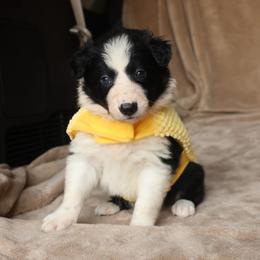 Happy - Black and white male Border Collie puppy in Courtland, Alabama from C Bar C Ranch Border Collies