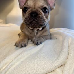 Girl 1 - Fawn female French Bulldog puppy in Muncie, Indiana from Seven Blessings Frenchies