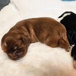 Tricolor boy - Tri-color male Cavalier King Charles Spaniel puppy in Castorland, New York from Faithful Friends Cavaliers