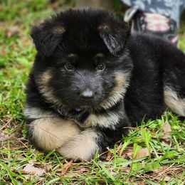 Lt. Purple Collar - Black and tan German Shepherd puppy in Deer Park, Alabama from Von Richardson Elite German Shepherds