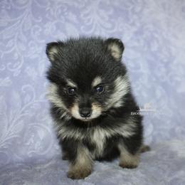 Pomsky Puppies from Mischa Nelson