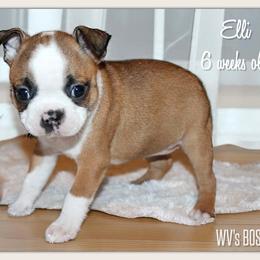 Girl 1-Elli - Seal and white female Boston Terrier puppy in North Central, Vermont from Windy Valley’s Bostons