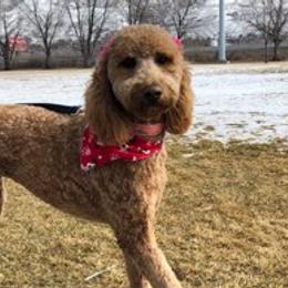 Goldendoodles from Delightful Doodles
