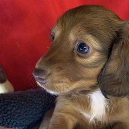 Lainey - Red Dachshund puppy in Bakersfield, Missouri from Hocomo Hollow Doxies
