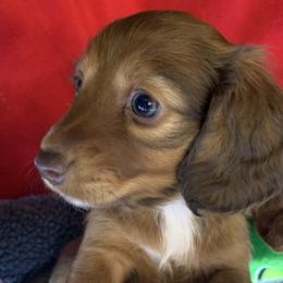 Lainey - Red Dachshund puppy in Bakersfield, Missouri from Hocomo Hollow Doxies