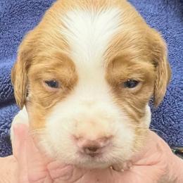 Nala boy 3 - Orange and white male Brittany puppy in Floyd Knobs, Indiana from Cross Creek Brittanys