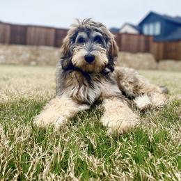 Bernedoodle Puppies from Sweet Pea Bernedoodles