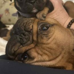 Miep - French Bulldog