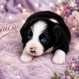 Monica - Black & white female Miniature Australian Shepherd puppy in Lubbock, Texas from Baby Storm Kennels