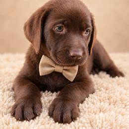Meadow - Chocolate male Labrador Retriever puppy in Chicago, Illinois from Urbane Retrievers