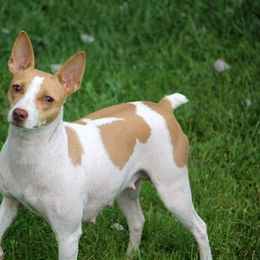 Biskit - Rat Terrier