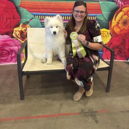 Labrador Retriever and Samoyed Puppies from Carefree Samoyeds & Deserthills Labradors