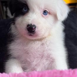 Hershey - Black tri-color female Australian Shepherd puppy in Chaplin, Connecticut from Mystic Moon
