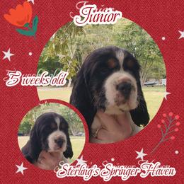 Austin - Tri-Roan male English Springer Spaniel puppy in Westover, Maryland from Sterling's springer Haven